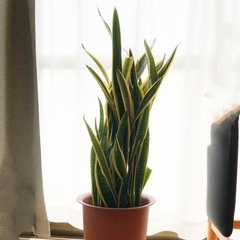 観葉植物  サンセベリア