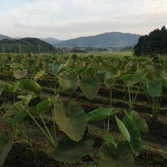 里芋の種芋あげます
