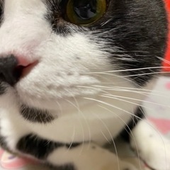 黒白ハチワレ猫さん※募集は終了しました - 太田市