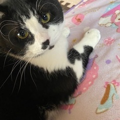 黒白ハチワレ猫さん※募集は終了しました