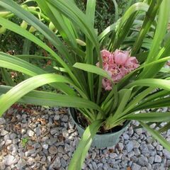 【お話中】　【最終処分】　シンビジウム　お花　ガーデニング　園芸