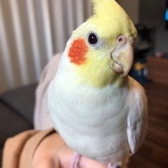 オカメインコ探してます。
