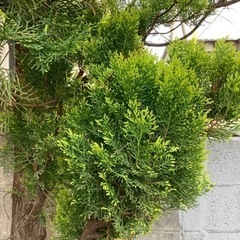 【交渉中】花鋏① 花ばさみ　古流　中古の画像