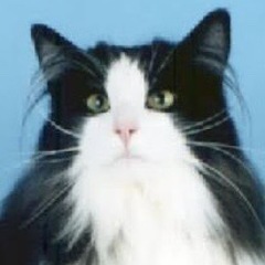 youtube猫動画