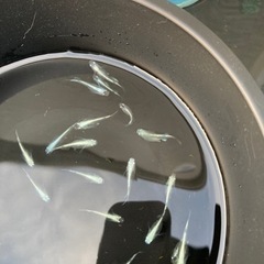 幹之メダカ　鉄仮面