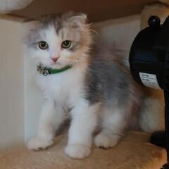 20%OFF【猫フェア】８万*10万、12万😻の画像