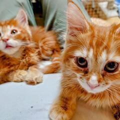 20%OFF【猫フェア】８万*10万、12万😻 - ペット