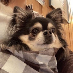 犬友さん募集 - 大阪市