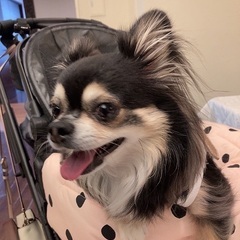 犬友さん募集