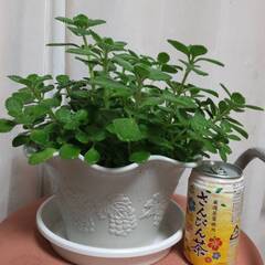 アロマティカス🌿多肉植物①