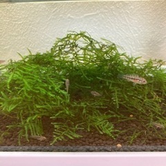 アピストグラマ　ホイグネイ（wild）のF1稚魚10匹_2の画像