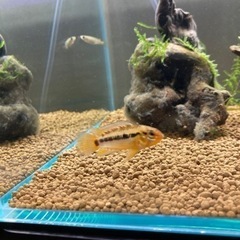 アピストグラマ　ホイグネイ（wild）のF1稚魚10匹_2の画像