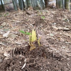 ★〜4/16(土)19時まで受付★【千葉県産】農家直送！天然　無...