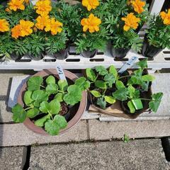 花💠野菜苗いろいろ入荷しました(๓´˘`๓)‎の画像