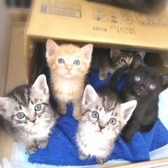 in春日井☆保護猫の譲渡会2022年4月16日（土）～ 非営利団...