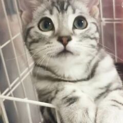 子猫ちゃん　アメショーくん　生後約３ケ月●●アゴはネコでお世話・...
