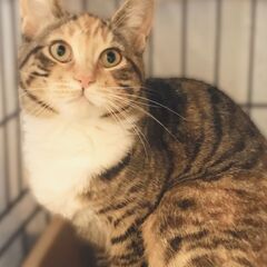 ミックス子猫ちゃん　三毛猫（キャリコ）　●●アゴはネコでお世話・...