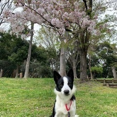 ☆犬友募集☆一緒に遊ぼう〜