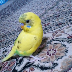 神戸元町で黄色のセキセイインコが逃げました！