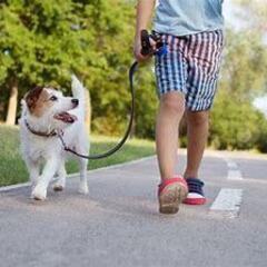  ★ 格安！！お散歩・お世話代行します＾＾　犬・ネコ・その他OK ★