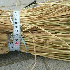 🌾稲わら　藁　5束　春野菜　無農薬　オーガニック　家庭菜園　畑作り　京野菜　草鞋　しめ縄の画像