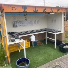 メダカとミジンコ販売所　里山めだか　4/14出店