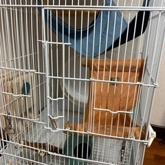 本日最終日11/14最終値下げ！デグー飼育セット