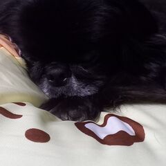 ペキニーズ6歳メス