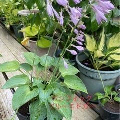 ギボウシ　パシフィックブルーエドガーの画像