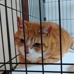 多頭飼育崩壊からレスキューされた子【譲渡会参加】 - 福岡市