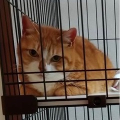 多頭飼育崩壊からレスキューされた子【譲渡会参加】の画像