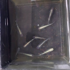 【決まりました】小豆超新星ブラック 親魚の画像