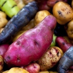 Variedades de papas nativas. ペルー...