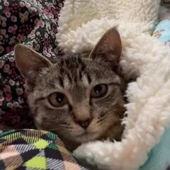 プンプンだったキジトラ子猫、フレンドリーな男の子になりました。