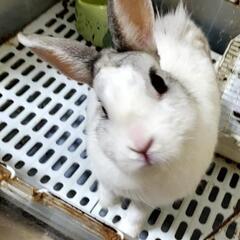 里親募集　うさぎ　女の子　人懐っこいです