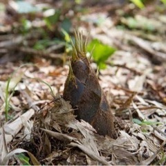 タケノコ掘り体験及び竹林整備募集 - 金沢市
