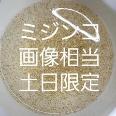ミジンコ、画像相当、土日限定。メダカ、めだか。