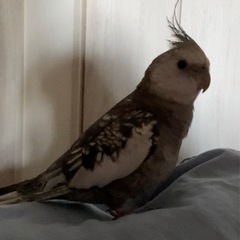 【迷子】オカメインコ　スノーフェイスパール おとこのこ7〜8ヶ月