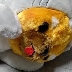 ぬいぐるみ✨の画像