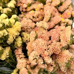 スターチス　tpgの画像