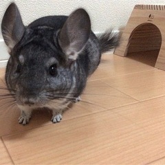 グレーのチンチラ