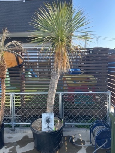 ユッカロストラータ特大サイズ(メキシコ産)2メートルオーバー