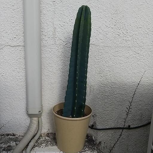 ❮お取引中❯柱サボテン