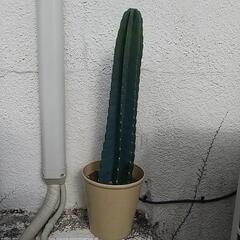 ❮お取引中❯🌵柱サボテン