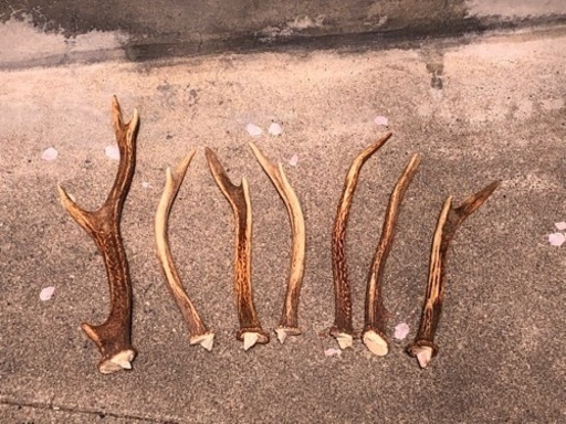 鹿の角