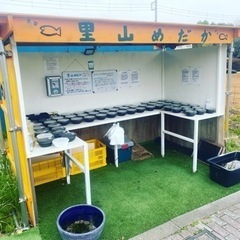 里山公園前のメダカ•ミジンコ無人販売所　4/15出店