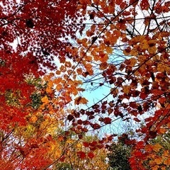 写真好きで一緒にお山へ行ってくれる方募集 − 広島県