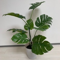 IKEA フェイクグリーン　モンテスラ