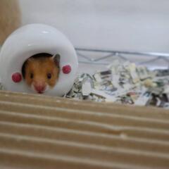 ゴールデンハムスターの赤ちゃんです🐹