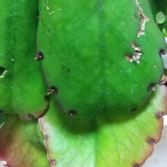 観葉植物 マザーリーフ『子宝草』の画像